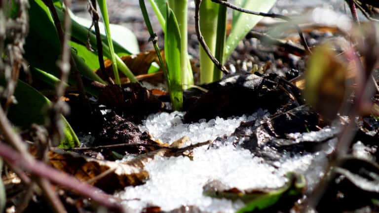 Ways To Protect Your Garden From Deadly Winter Salt Damage: Essential Tips