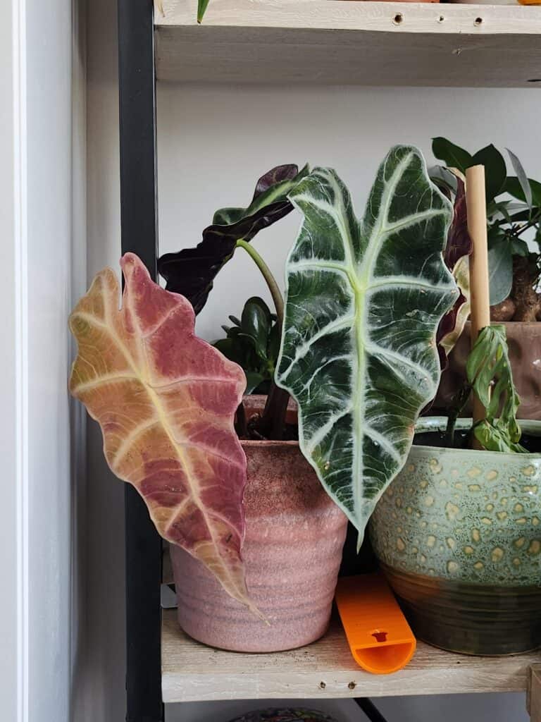 What Does It Mean If Indoor Plants Turn Purple: Expert Insights