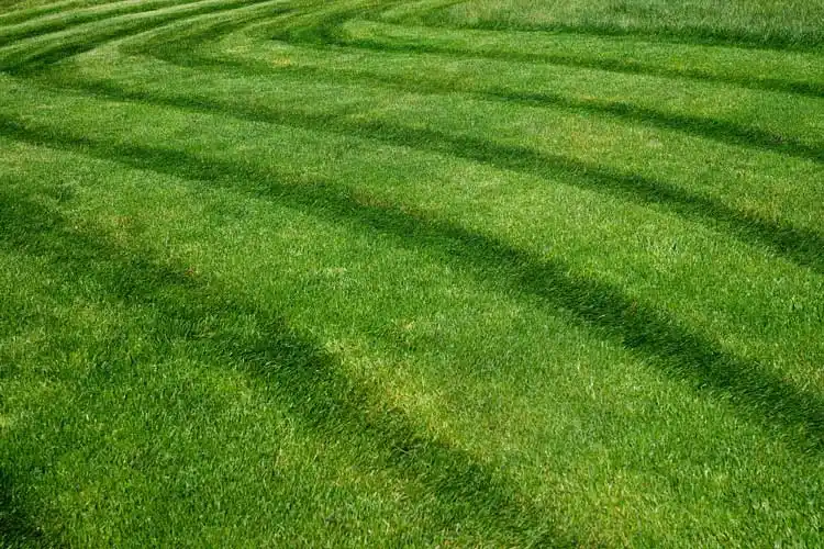 What Happens If You Water Your Lawn After Mowing: Benefits & Tips