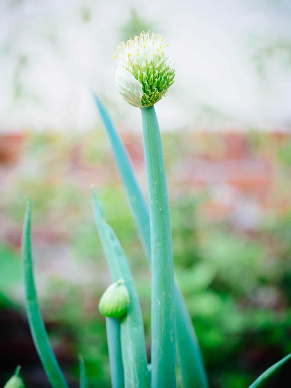 What It Means If Your Onion Plant Starts Flowering