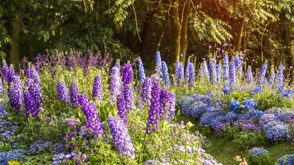 What To Do With Delphiniums After They Finish Flowering: Expert Tips