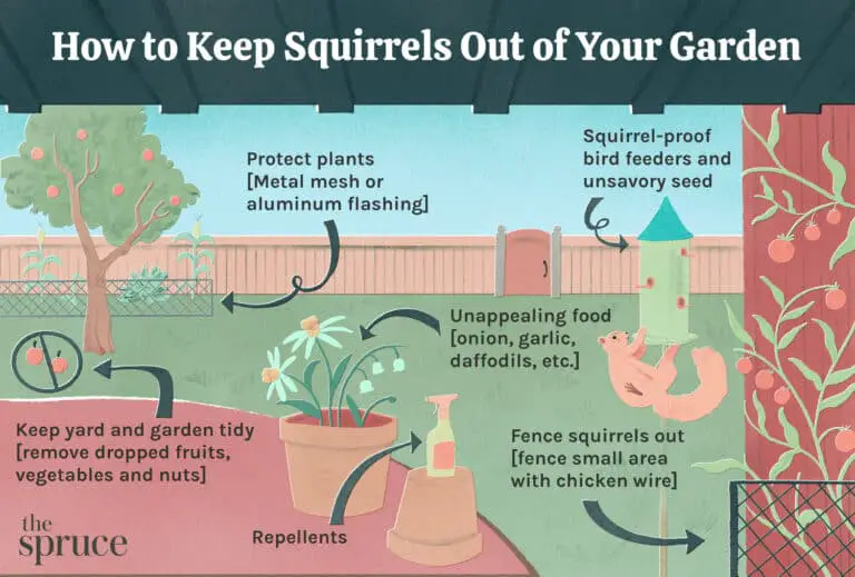 What To Plant To Keep Squirrels From Eating Your Garden: Proven Solutions