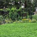 When Is The Best Time To Plant A Clover Lawn