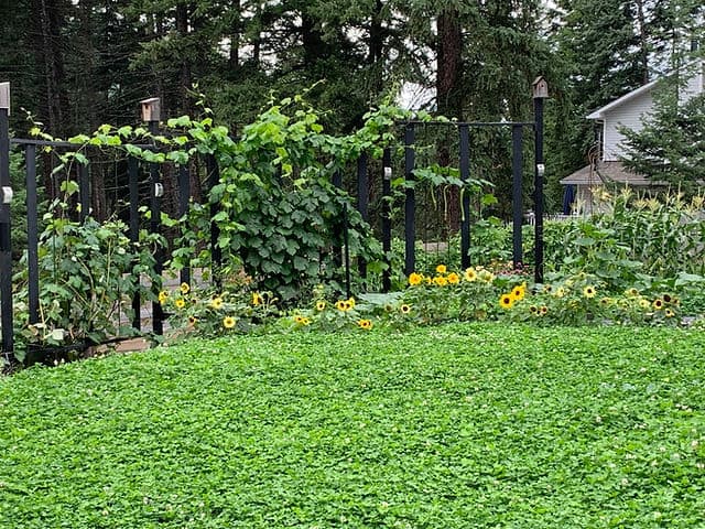 When Is The Best Time To Plant A Clover Lawn: Ultimate Guide
