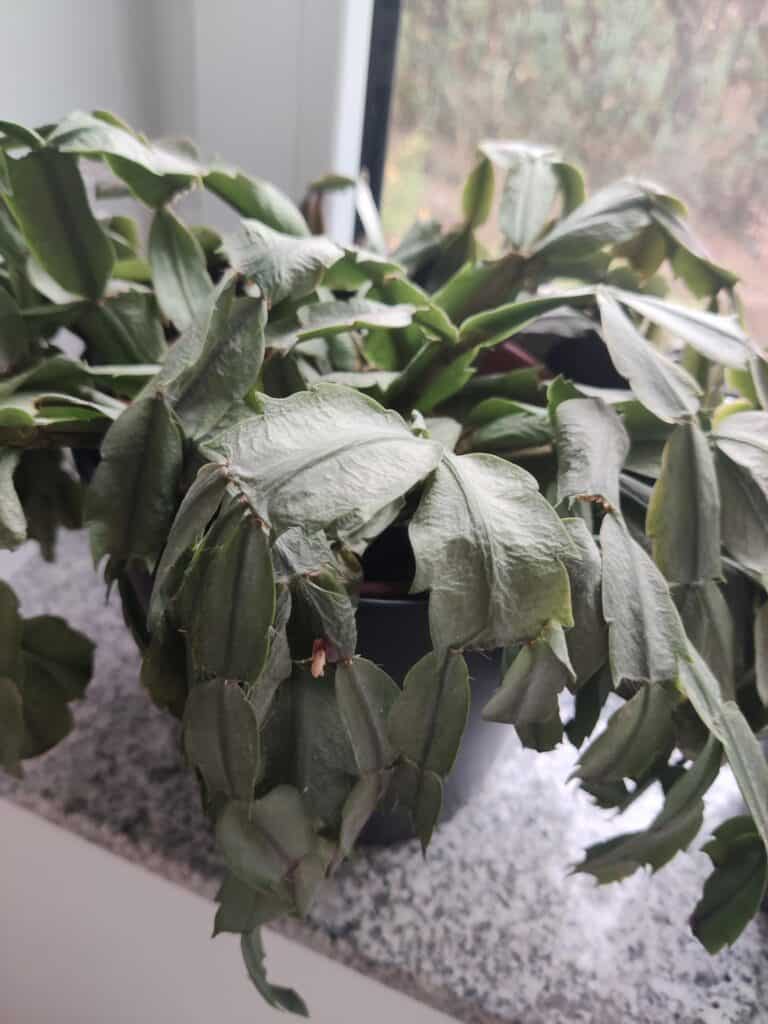 Why Are The Leaves On My Christmas Cactus Turning Limp? Solutions!
