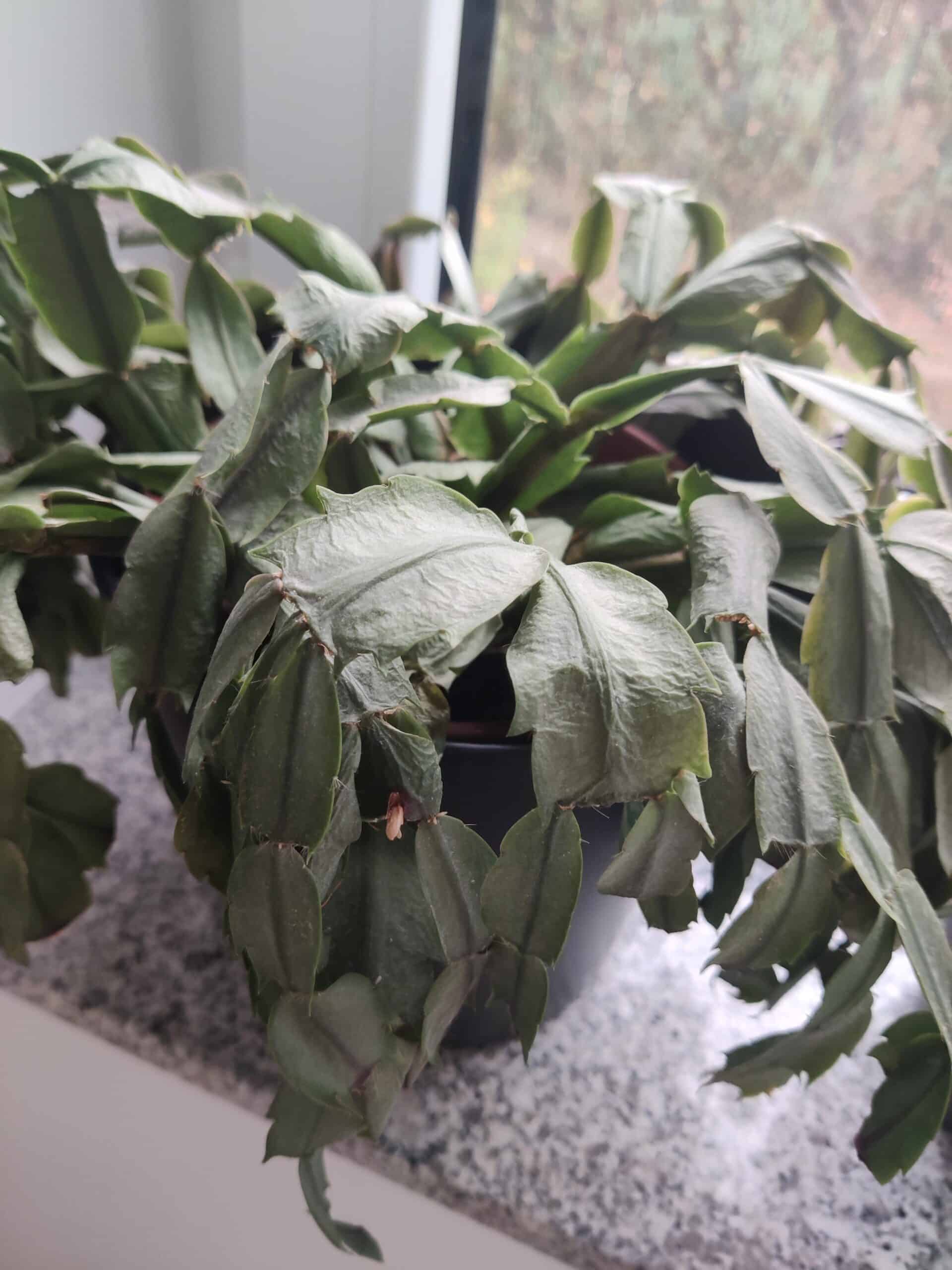 Why Are The Leaves On My Christmas Cactus Turning Limp