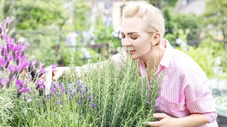 Why Rosemary And Lavender Belong Together In The Garden