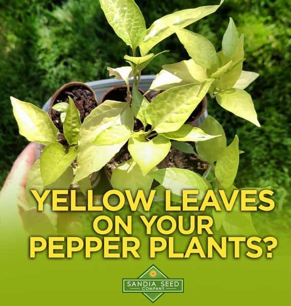 Why The Leaves On Your Pepper Plants Are Turning Yellow: Expert Tips