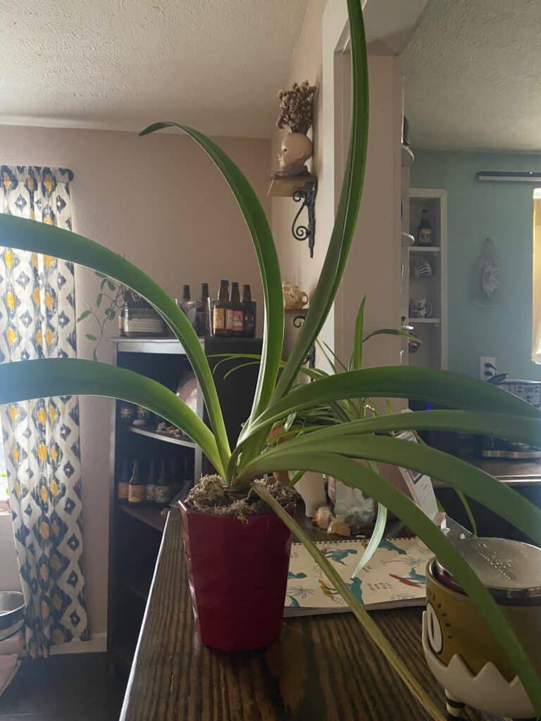 Why When And How To Cut Back Amaryllis Leaves: Expert Tips