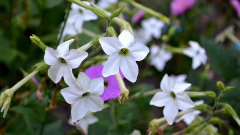 Why You Should Consider Planting A Nicotiana Flowering Plant: Vibrant Beauty