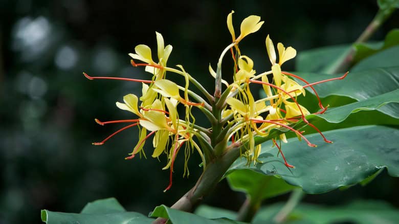 Why You Should Grow Ginger Flower As An Indoor Plant