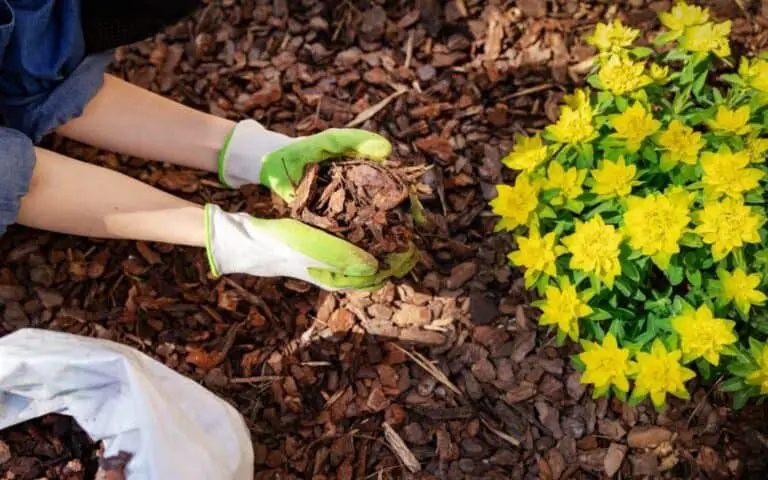 Why You Should Mulch Your Garden In Late Summer: Boost Growth