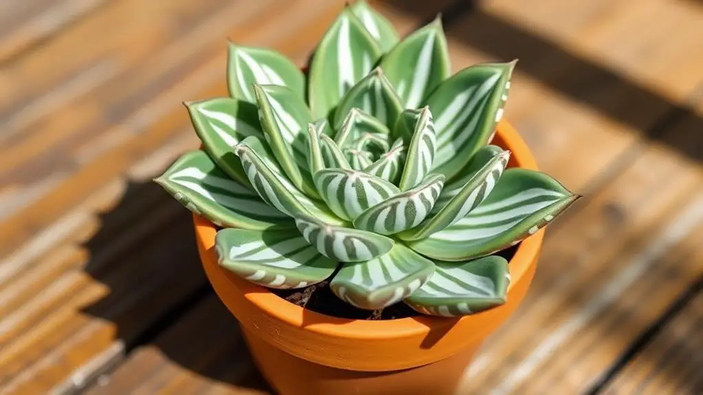 zebra plant care tips